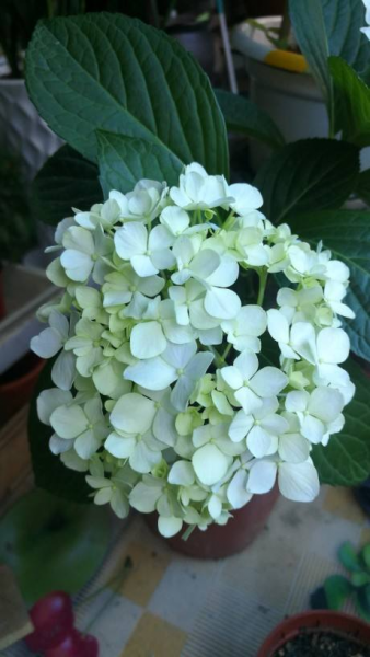 养花的好处就是修心养性