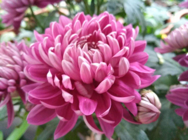 养花的好处就是修心养性