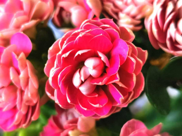 养花的好处就是修心养性