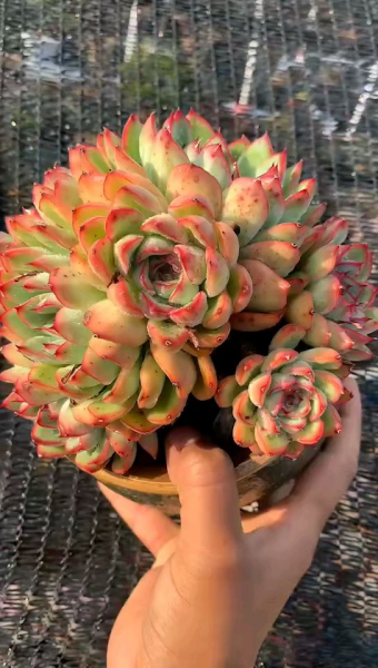 养花的好处就是修心养性