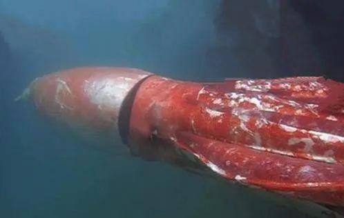 大王乌贼最大长多少米