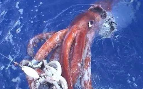 大王乌贼最大长多少米