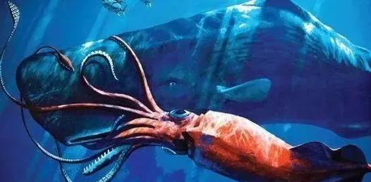 大王乌贼最大长多少米