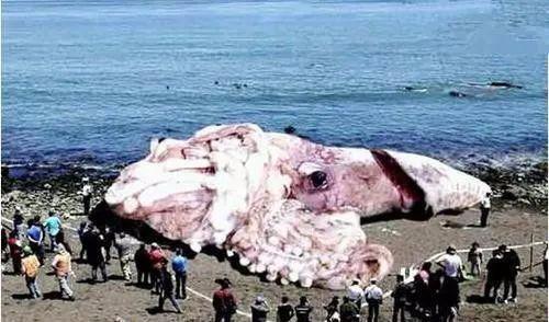 大王乌贼最大长多少米