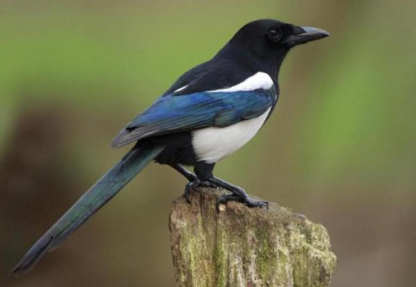 小鸟飞进家里有什么预兆