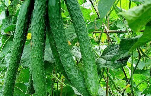 什么时候种黄瓜是最好的时候