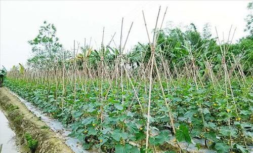 什么时候种黄瓜是最好的时候