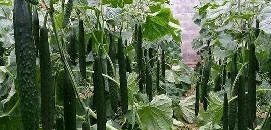 什么时候种黄瓜是最好的时候