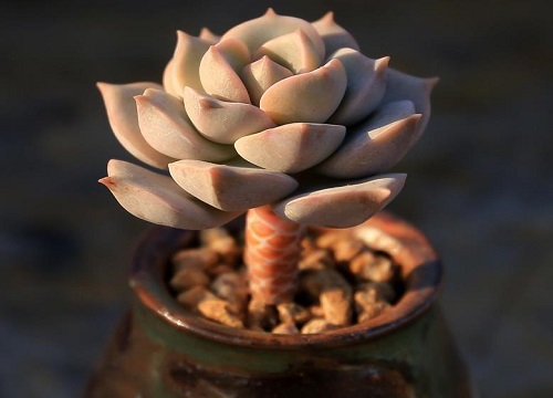 多肉对人身体有没有害