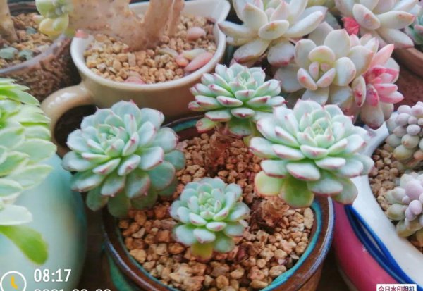 多肉像发霉了长白毛怎么回事