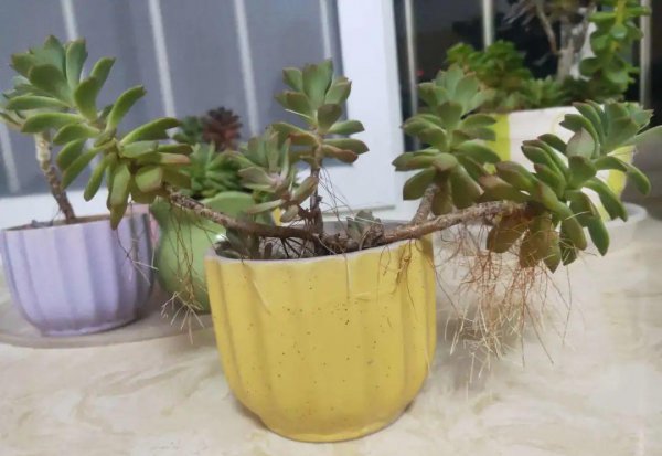 多肉像发霉了长白毛怎么回事