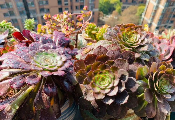 多肉像发霉了长白毛怎么回事