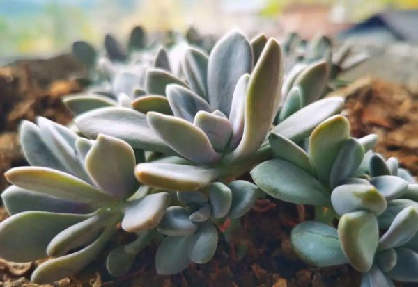 多肉像发霉了长白毛怎么回事