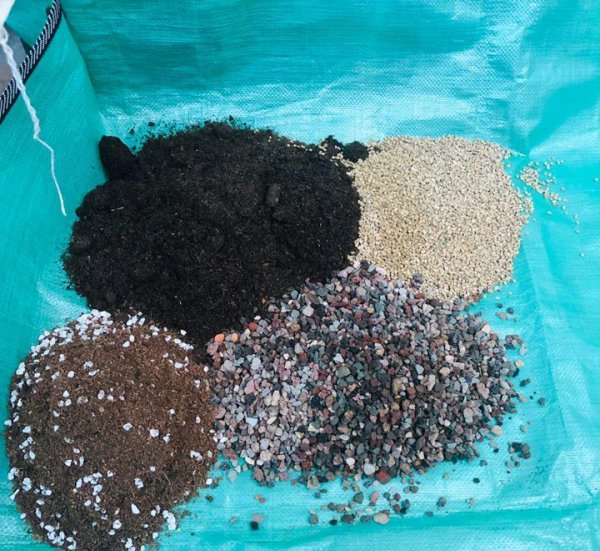 多肉像发霉了长白毛怎么回事