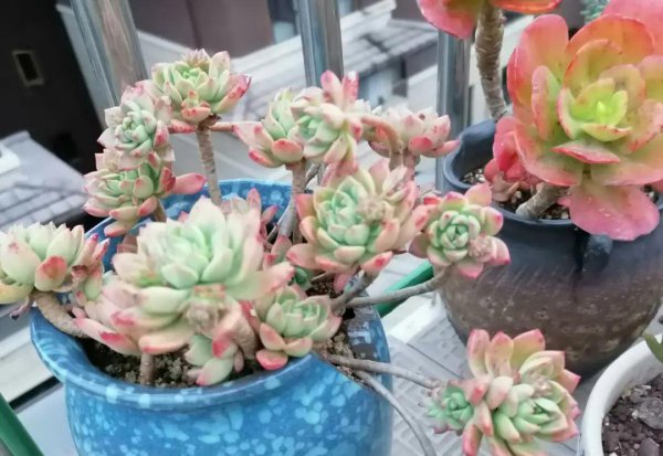 多肉像发霉了长白毛怎么回事