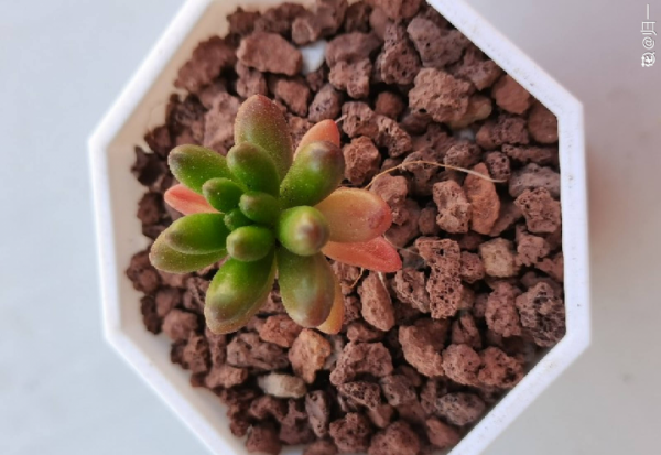 多肉像发霉了长白毛怎么回事