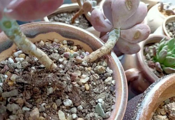 多肉像发霉了长白毛怎么回事