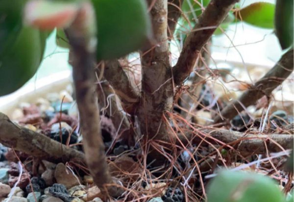 多肉像发霉了长白毛怎么回事