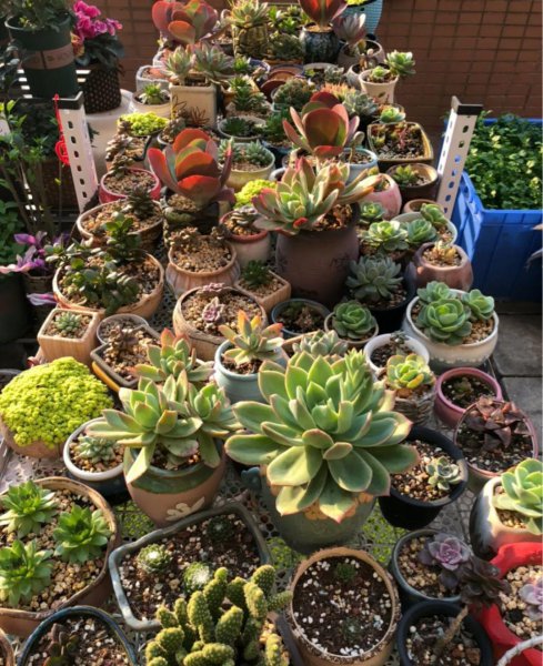 多肉像发霉了长白毛怎么回事