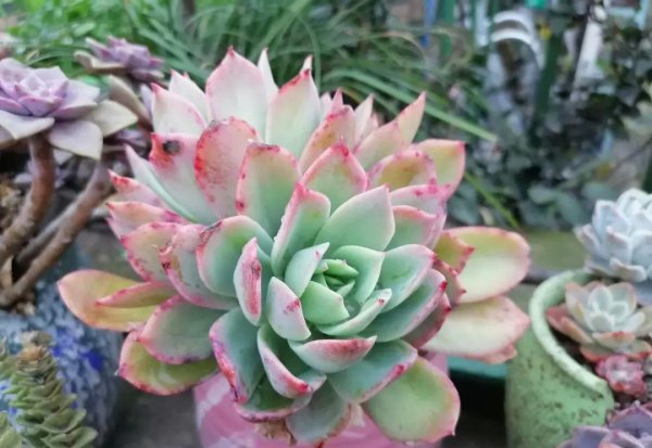 多肉像发霉了长白毛怎么回事