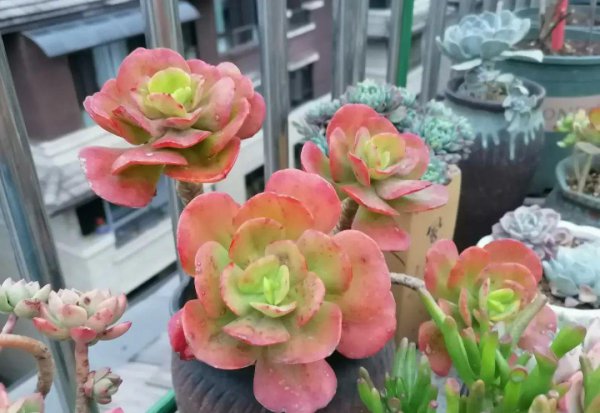 多肉像发霉了长白毛怎么回事