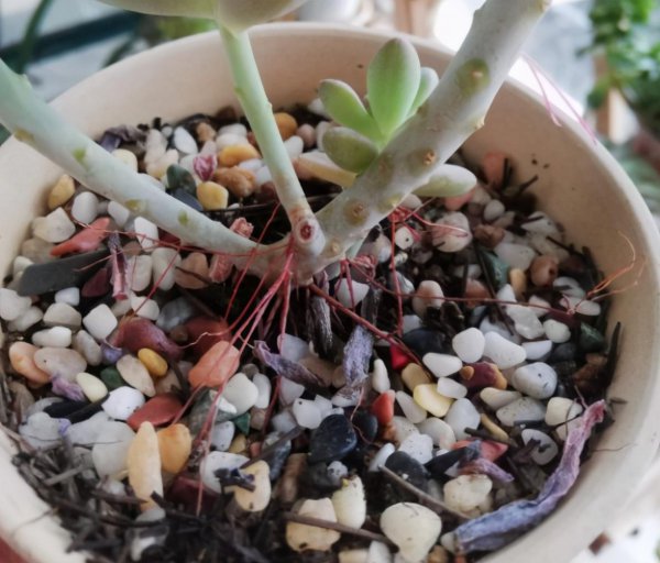 多肉像发霉了长白毛怎么回事