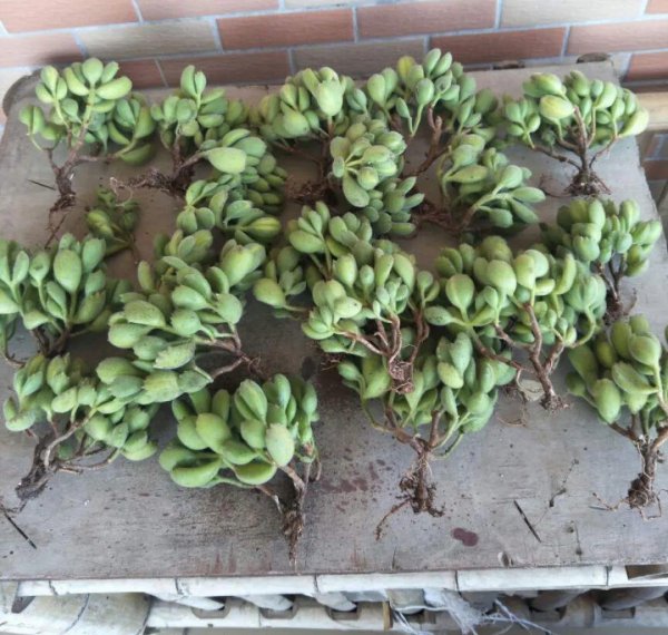 多肉像发霉了长白毛怎么回事