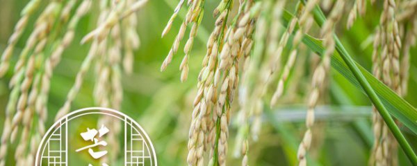 水稻是什么季节种植