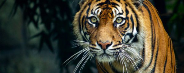 属虎几月出生最好命运