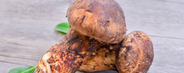 干松茸保存方法