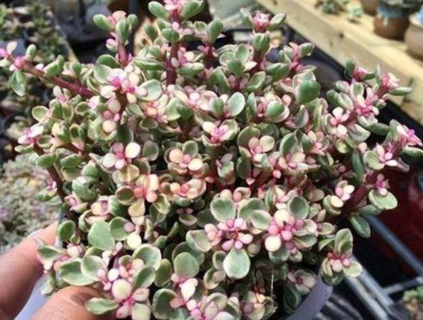 雅乐之舞多肉好养吗