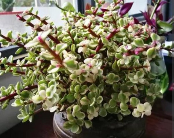 雅乐之舞多肉好养吗