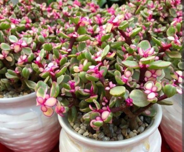 雅乐之舞多肉好养吗