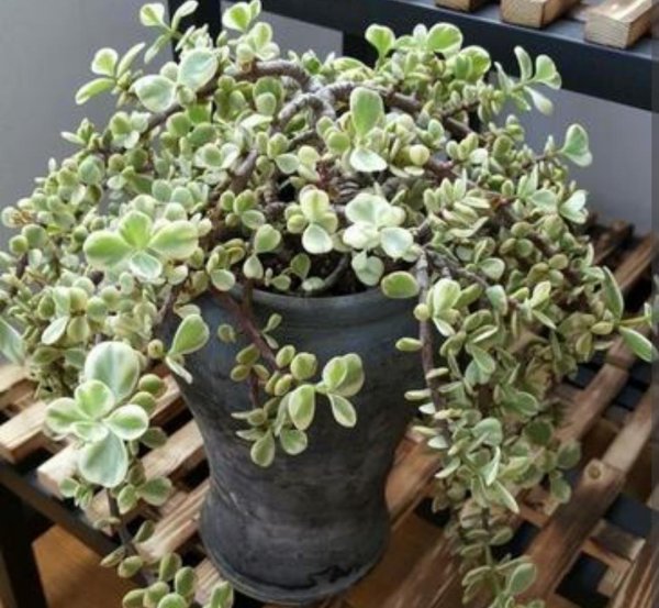 雅乐之舞多肉好养吗