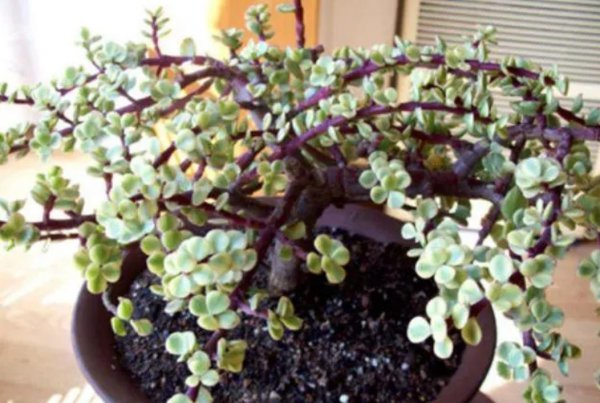 雅乐之舞多肉好养吗