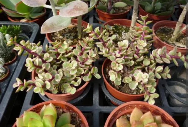 雅乐之舞多肉好养吗