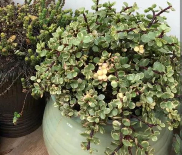 雅乐之舞多肉好养吗