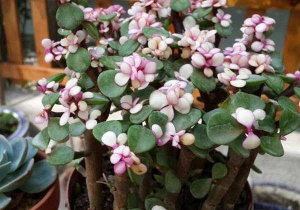 雅乐之舞多肉好养吗