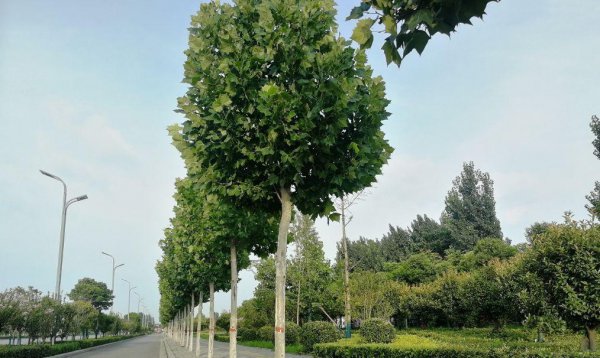 河南平顶山是几线城市