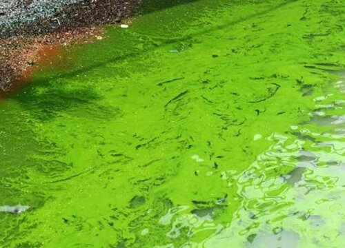 高中蓝藻是植物吗