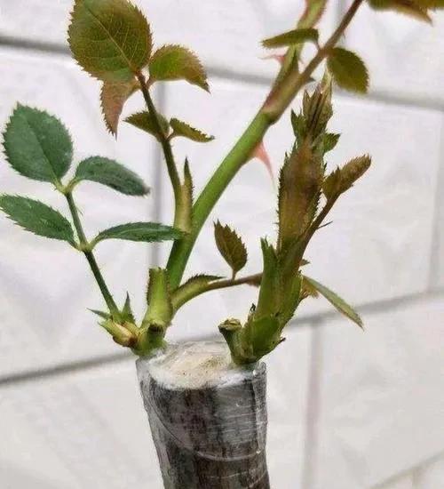 月季用什么树嫁接最好活