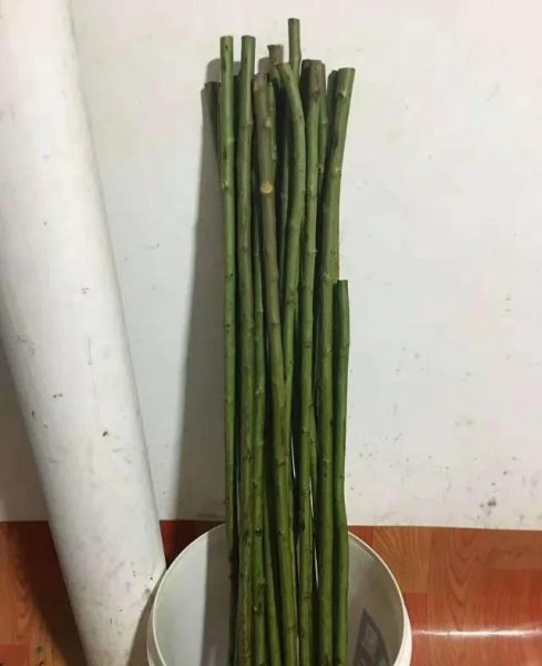 月季用什么树嫁接最好活