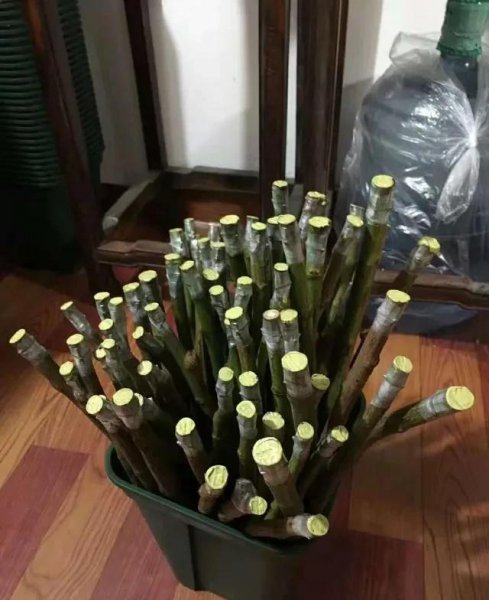 月季用什么树嫁接最好活