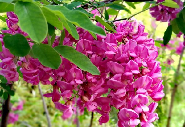 紫色的洋槐花叫什么名字