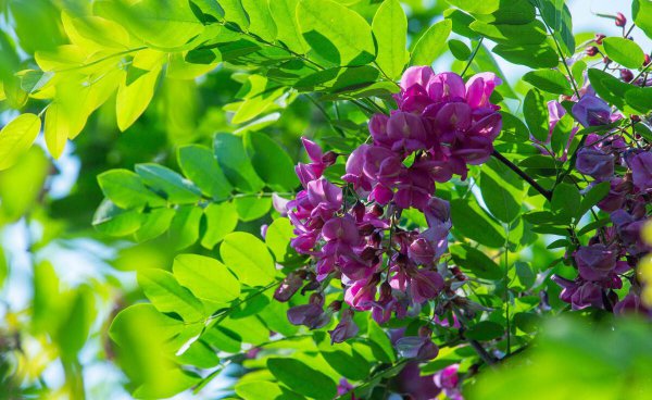 紫色的洋槐花叫什么名字