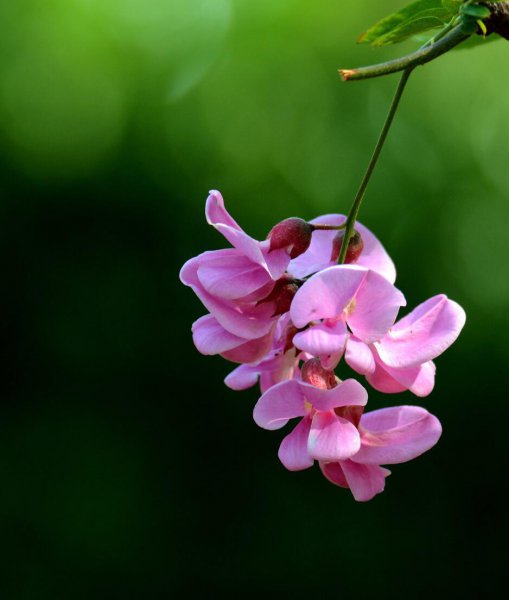 紫色的洋槐花叫什么名字