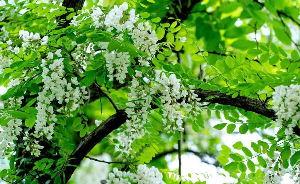 紫色的洋槐花叫什么名字