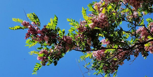 紫色的洋槐花叫什么名字