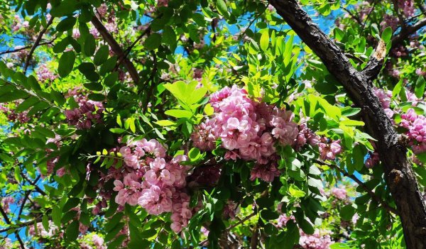 紫色的洋槐花叫什么名字
