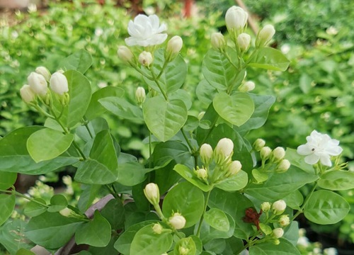 观花植物怎么养护蹭蹭开花